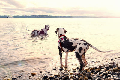 Dad harlequin great dane dog wading in surf teaching young puppy how to swim, late day sun.