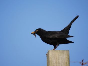 Bird perching on wooden post