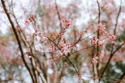 Close-up of pink cherry blossom