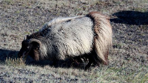 Ram grazing in field