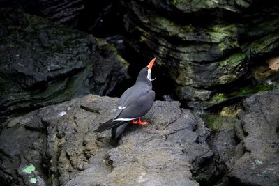 Bird perching on rock