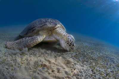 Big green turtle in red sea