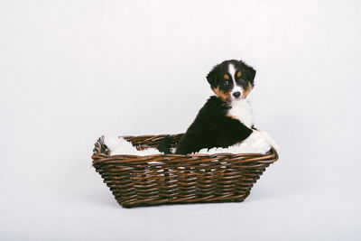 Portrait of kitten sitting in basket against white background