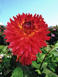 Close-up of red dahlia