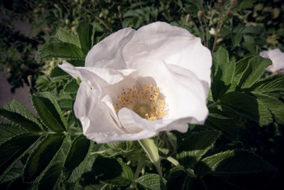 Close-up of white flowering plant