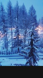 Snow covered trees in forest against sky