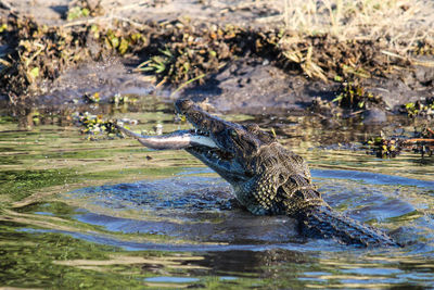 Alligator eating fish