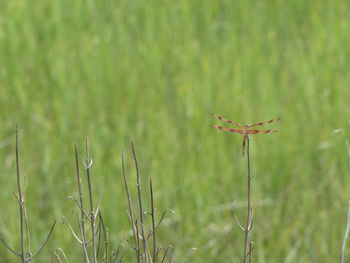 Close-up of fresh green grass in field