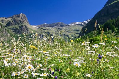 Flowers of the french alps