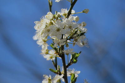 Close-up of cherry blossoms in spring