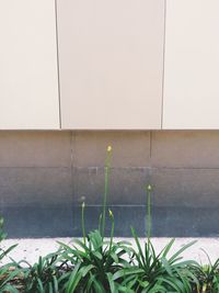 Close-up of plants