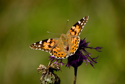 Close-up of butterfly pollinating on flower