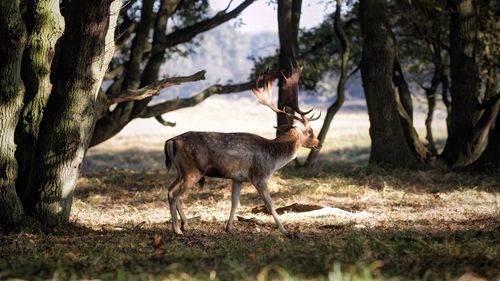 Fallow deer walking on field amidst trees at forest during sunny day