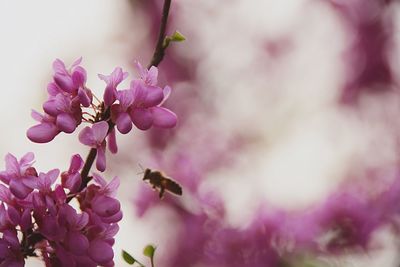 Close-up of pink flowers blooming outdoors