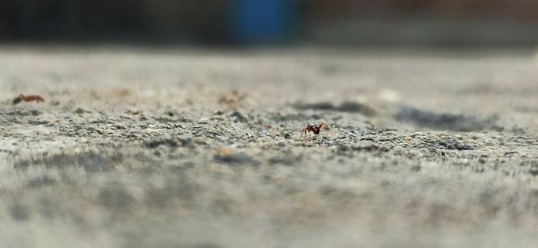 Close-up of insect on sand