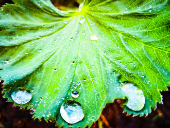 Close-up of wet plant leaves during rainy season