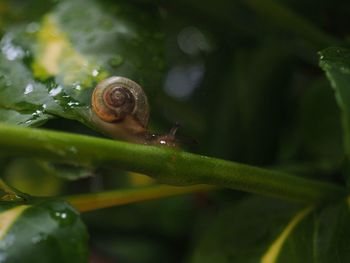 Close-up of snail on leaf