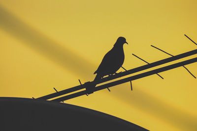 Low angle view of silhouette bird perching on pole against sky