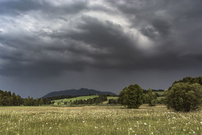 Scenic view of field against sky