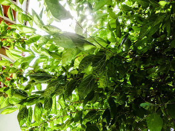 Low angle view of plants against sky