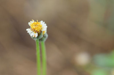 Close-up of white flowering plant