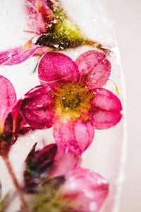 Close-up of pink rose against white background