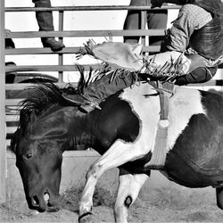 Horses in the ranch