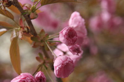 Close-up of pink cherry blossoms