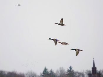 Low angle view of birds flying in the sky