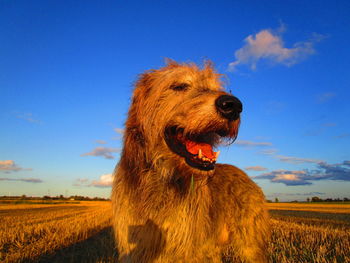 Close-up of a dog on field against sky