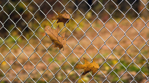 Close-up of bird on chainlink fence