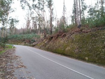 Road amidst trees in forest