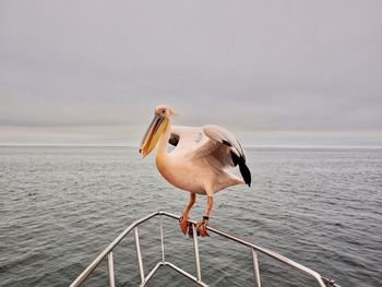 Bird perching on a railing against sea