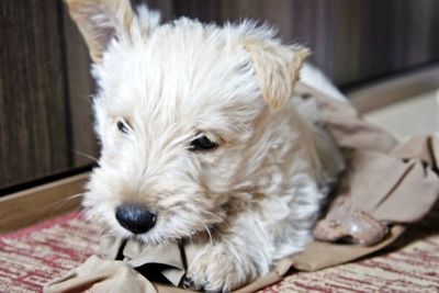 Close-up portrait of puppy relaxing at home