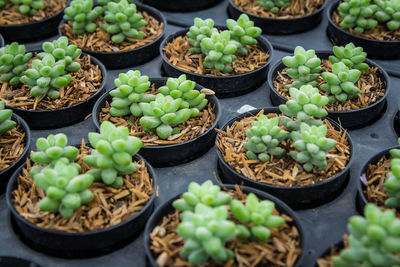 High angle view of potted plants for sale at market