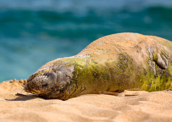 An endangered hawaiian munk seal rests on the beach on kauai, hawaii.
