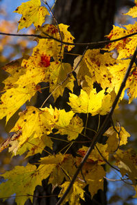 Close-up of yellow maple leaves on tree
