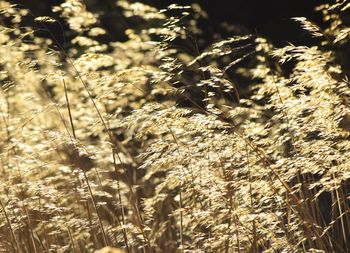 Close-up of wheat growing on field