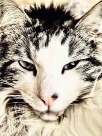 Close-up of cat