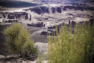 High angle view of succulent plants on land