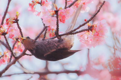 Close-up of bird perching on tree