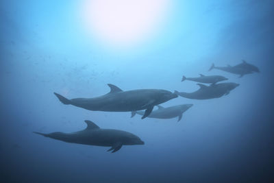 Fish swimming in sea