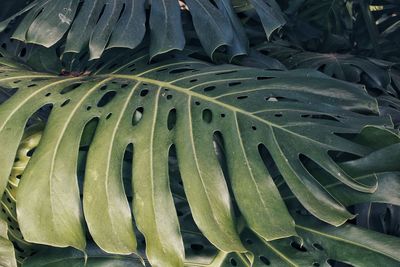 Full frame shot of succulent plant leaves