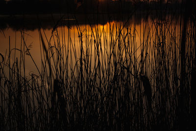 Silhouette plants by lake against sky during sunset