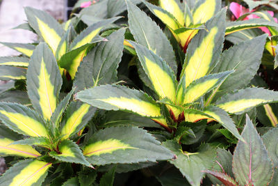 Close-up of fresh green plant