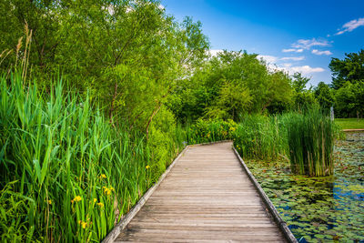 Boardwalk amidst trees against sky