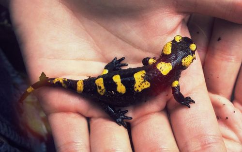 Close-up of hand holding lizard