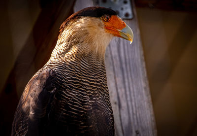 Close-up of a bird looking away