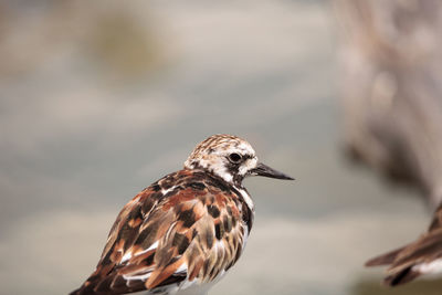 Nesting ruddy turnstone wading bird arenaria interpres along the shoreline of barefoot beach