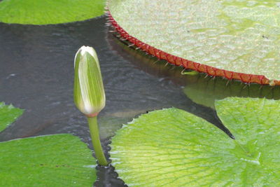 Close-up of leaves